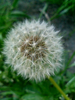 たんぽぽ