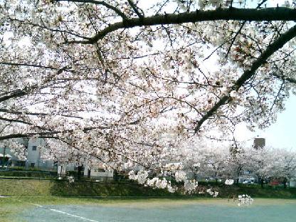サクラ咲く.JPG