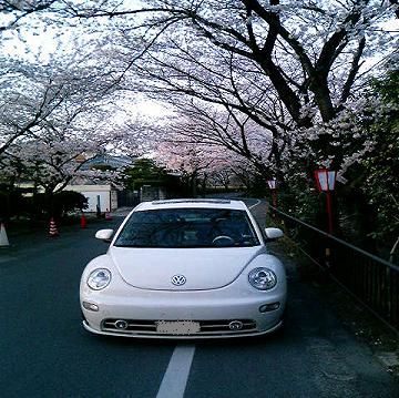 桜散る.JPG