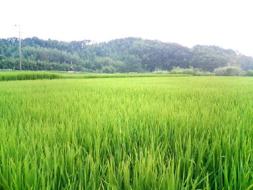 田んぼ.JPG